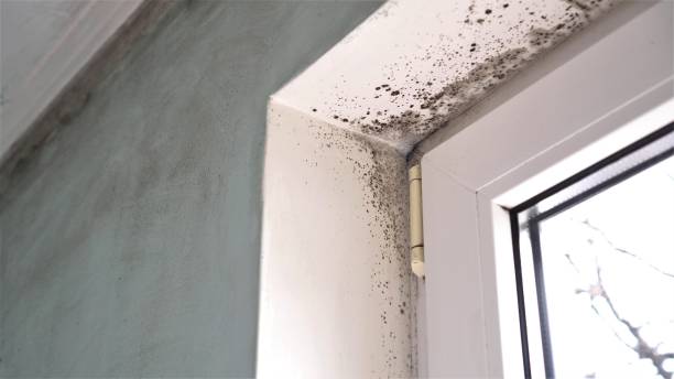 Best Preventive Mold Services in Healdsburg, CA