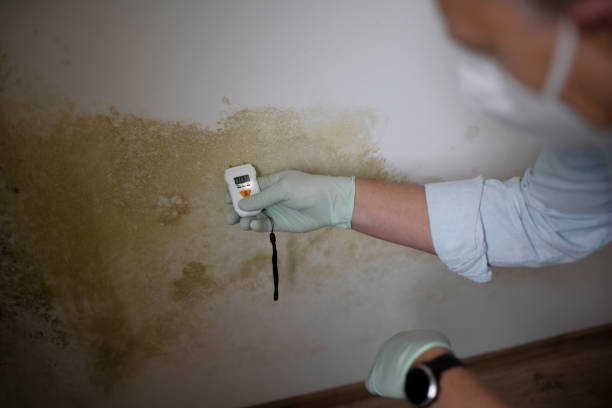 Best Localized Mold Remediation (e.g., coastal areas, humid climates) in Healdsburg, CA
