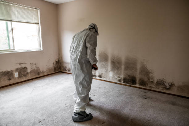 Best Crawl Space Mold Remediation in Healdsburg, CA