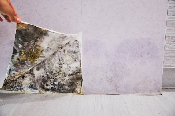 Best Residential Mold Remediation in Healdsburg, CA